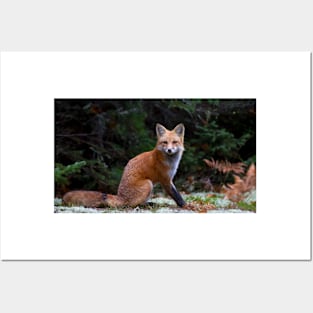 Red Fox - Algonquin Park, Canada Posters and Art